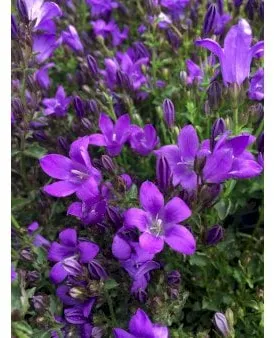 Campanula