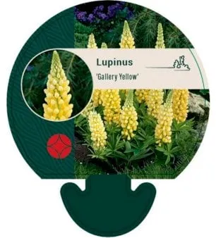 Stauden-Lupine