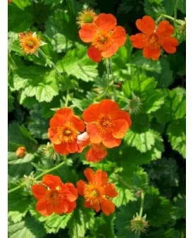 Nelkenwurzel