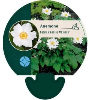 Herbst-Anemone