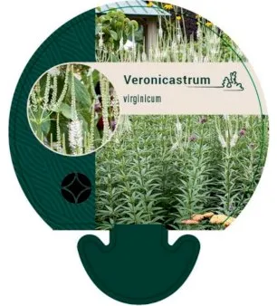 Virginischer Veronicastrum